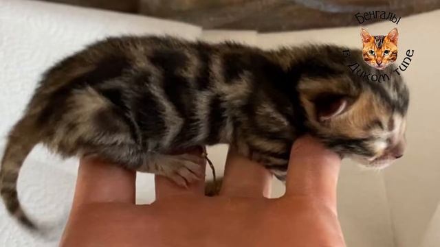 БЕНГАЛЬКИЕ КОТЯТА КЛУБНЫЕ