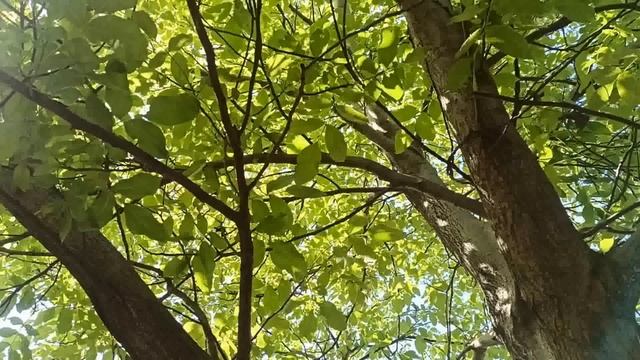 17 мая народный праздник Пелагея Заступница. Что нельзя делать. Народные приметы и традиции.