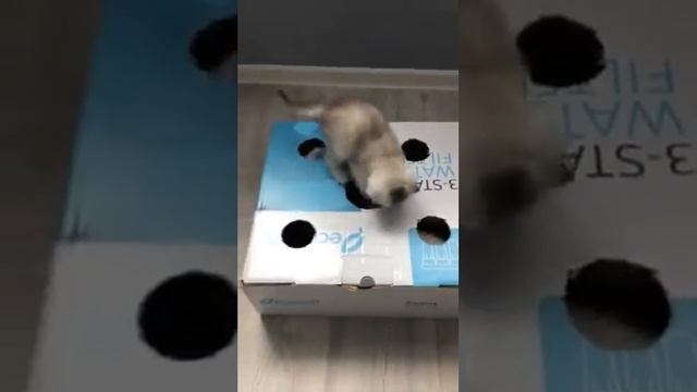 маленькие шиншилята смотреть онлайн