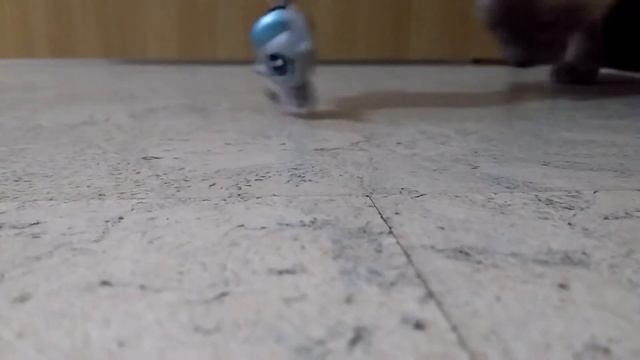 Жизнь#3 Кошки Мышки смотреть онлайн