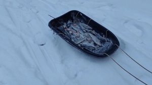 Рыбалка на хариуса в декабре 2022 года по первому льду. Республика Коми