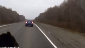 Машина Сбивает Медведя ...