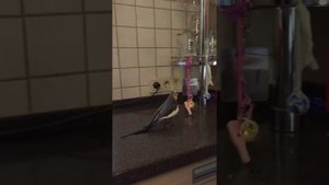 Корелла нимфа говорящий