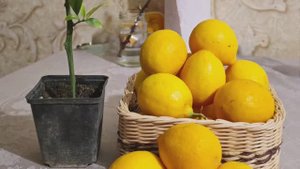 Лимонарий в Крыму