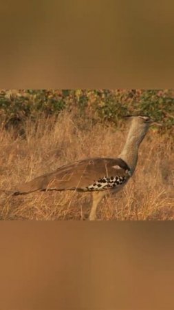 Gerak Gerik si Kori Bustard - Burung Terbang Besar dari Afrika #Shorts - Animal Planet