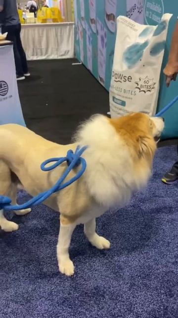 We met a REAL LIFE LION dog! 🦁 #pets #dogs смотреть онлайн