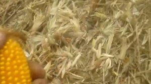 Нива СК-5м1 та ППК-4 збирання кукурудзи 2017.