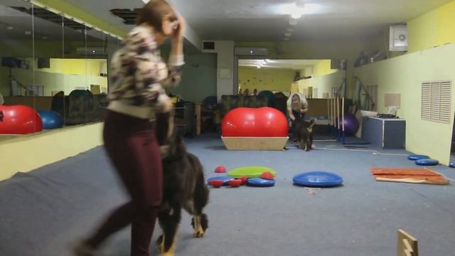 Тибетский мастиф.Дрессировка.Щенок 4 месяца. смотреть онлайн