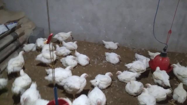 36 days broiler weight 2.2 kg. broiler price janne ke liye   morning time video dekhe 7 am wala смотреть онлайн