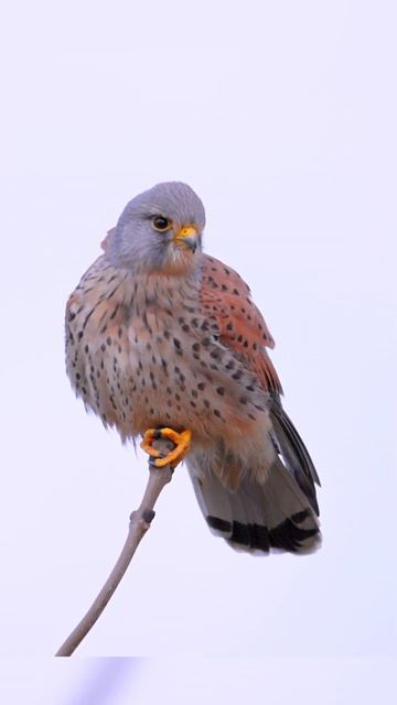 Falcon bird photography  with the Canon RF 200-800mm