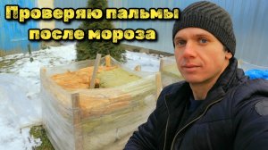 Что случилось с пальмами после морозов! Есть ли повреждения и какие укрытия лучше