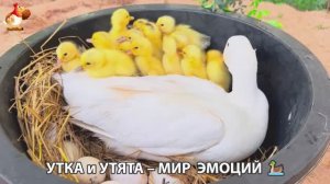 Утка и Утята – мир нежных эмоций 🦆🤗❣️часть (20)