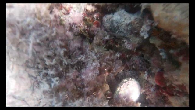 Buceo Diurno 🤿 - Mar Mediterráneo🌊 - 🐙Pulpos jugando al escóndite🐙 - Música Relajante 🎶 - 4K 60fps