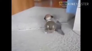 Зверское нападение кошки на собаку!Просьба,слабонервным не смотреть.