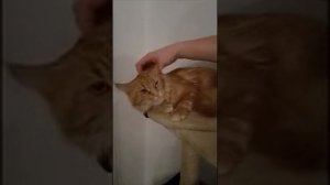 Кошка рычит на нашего друга