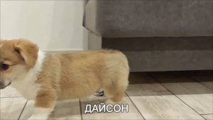 Корги_щенки готовы к продаже