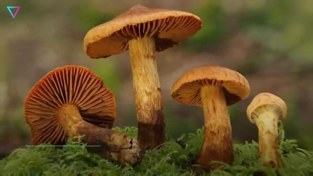 ▽ Самые опасные и ядовитые грибы в лесу смотреть онлайн