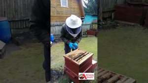 ПЧЕЛОВОДСТВО.  КОНТРОЛЬ СОСТОЯНИЯ ПЧЕЛ В СОЛНЕЧНОМ УЛЬЕ  30 ЯНВАРЯ 2025