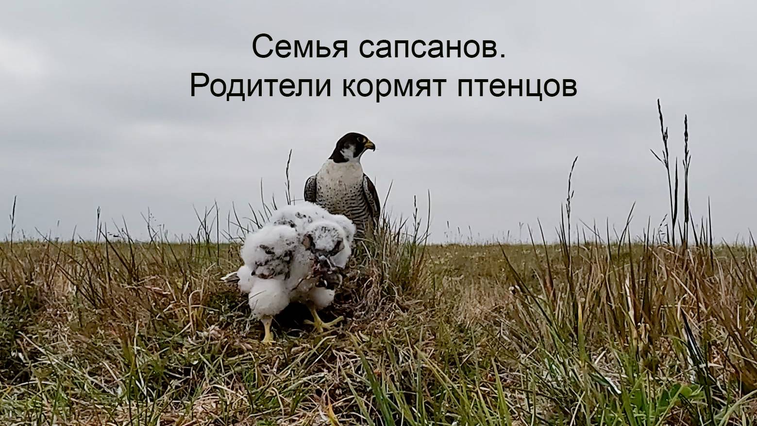 Семейство сапсанов в  дельте реки Лена