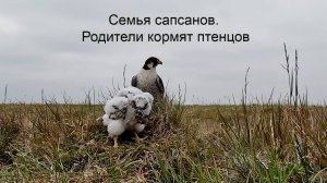 Семейство сапсанов в  дельте реки Лена