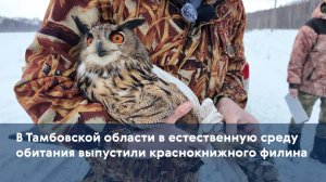 В Тамбовской области в естественную среду обитания выпустили краснокнижного филина