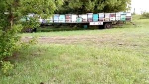 Вывезли пчел на гречиху.