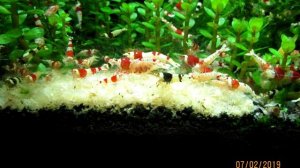 5 ДЕШЕВЫХ И БЕСПЛАТНЫХ КОРМОВ ДЛЯ АКВАРИУМНЫХ КРЕВЕТОК.КОРМ ДЛЯ КРЕВЕТОК.