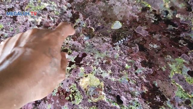 kejadian di pacitan jawa timur‼️mahluk laut berbentuk aneh hebohkan warga смотреть онлайн