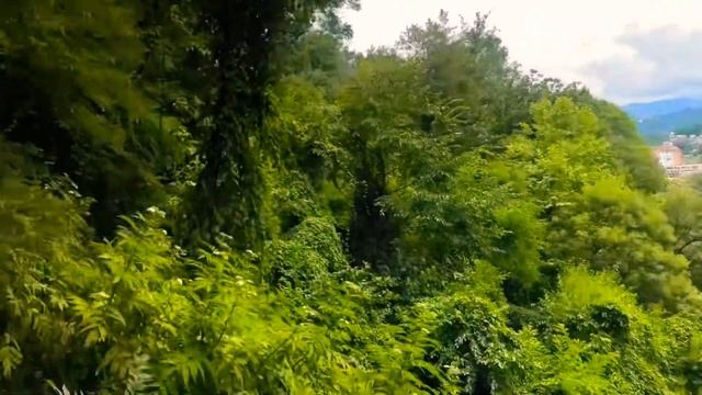 ДендроПарк Сочи 2020 смотреть онлайн