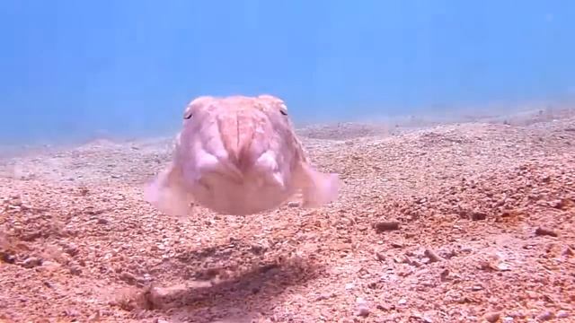 Marsa Underwater Life смотреть онлайн