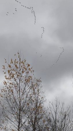 Гуси прощаются с домом... Geese are saying goodbye to their home...