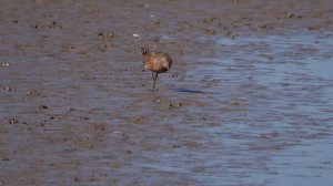 Curlew Sandpiper - tewbirds @ Frampton Marsh  2018-05