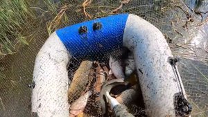 Ловлю сазанов в камышах на мели. Рыбалка на паук подъёмник. Очень порадовали сазаны, огромные карас