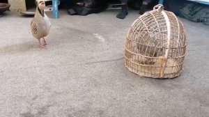 кабки шикори фуруши гарантия номеро 988418495