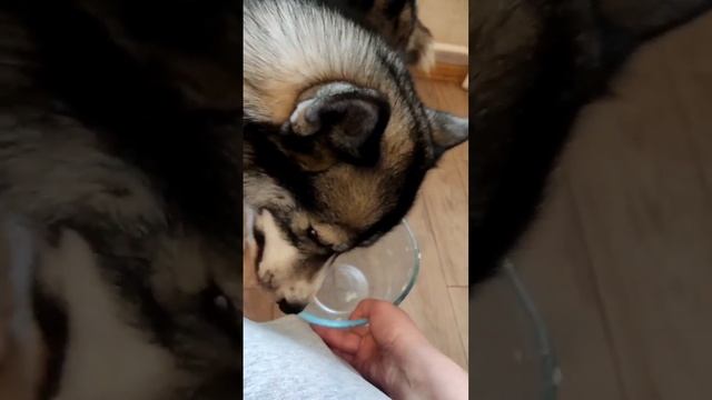 Звёздный час Рея. Дождался! смотреть онлайн