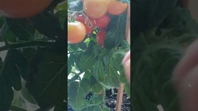 огурчики на окне-посадка в июле#огороднаокне