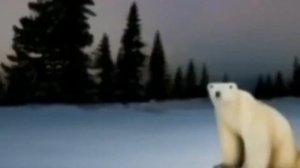 Медведь из 2026 года