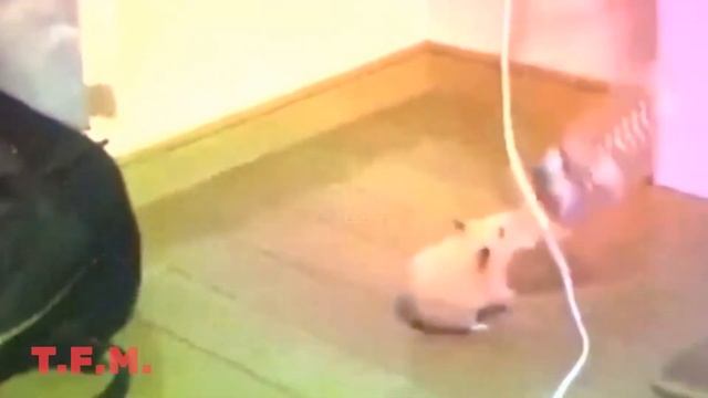 FUNNY MOMENTS 2018, ЛУЧШИЕ ПРИКОЛЫ С ЖИВОТНЫМИ 2018 #1 смотреть онлайн