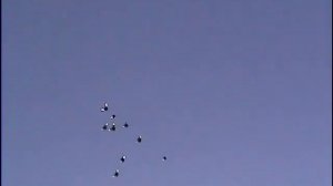 Курские голуби г.Истра