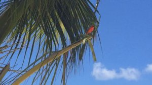 Zilwa Attitude - Mauritius