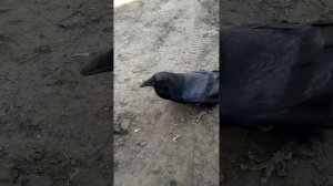 Ворон говорит