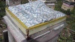 постановка магазинов на пчелиную семью, через разделительную решетку