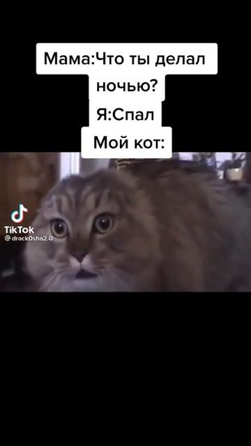 мой кот в 3 часа ночи