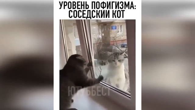 Я РЖАЛ ПОЛ ЧАСА , СМЕШНЫЕ ЖИВОТНЫЕ , ЛУЧШИЕ ПРИКОЛЫ, Funny Pets #32 смотреть онлайн