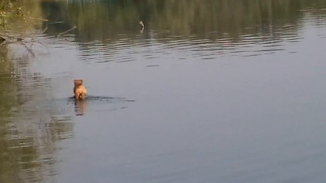 Собачку в воде что-то напугало)) смотреть онлайн