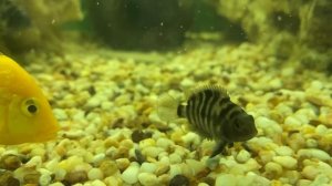 Мальки лабидохромиса еллоу и чернополосой цихлазомы во взрослом цихлиднике
