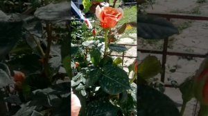 Первомайский живой букет от розы 🥀🐝 PACO Rabanne🐞(спасибо за 👍)
