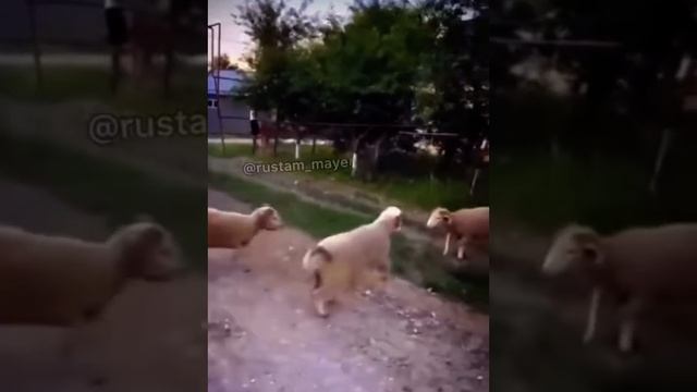 Джавид новая Озвучка Мире животных смотреть онлайн