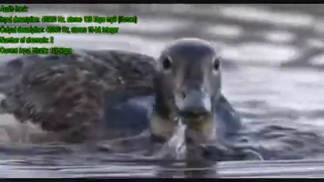 Planeta Tierra 🌎 Planète Terre ⭐ Earth Planet ⭐ Pianeta Terra ⭐ Planeta Terra ⭐ BBC Woldwide Film ✨ смотреть онлайн