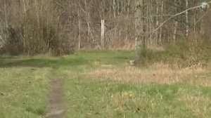 Королевская охота во Франции